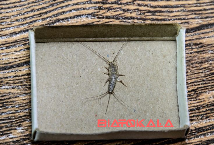 از بین بردن ماهی نقره ای با سم اکواپای