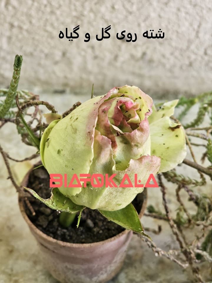 شته روی گل و سم شته