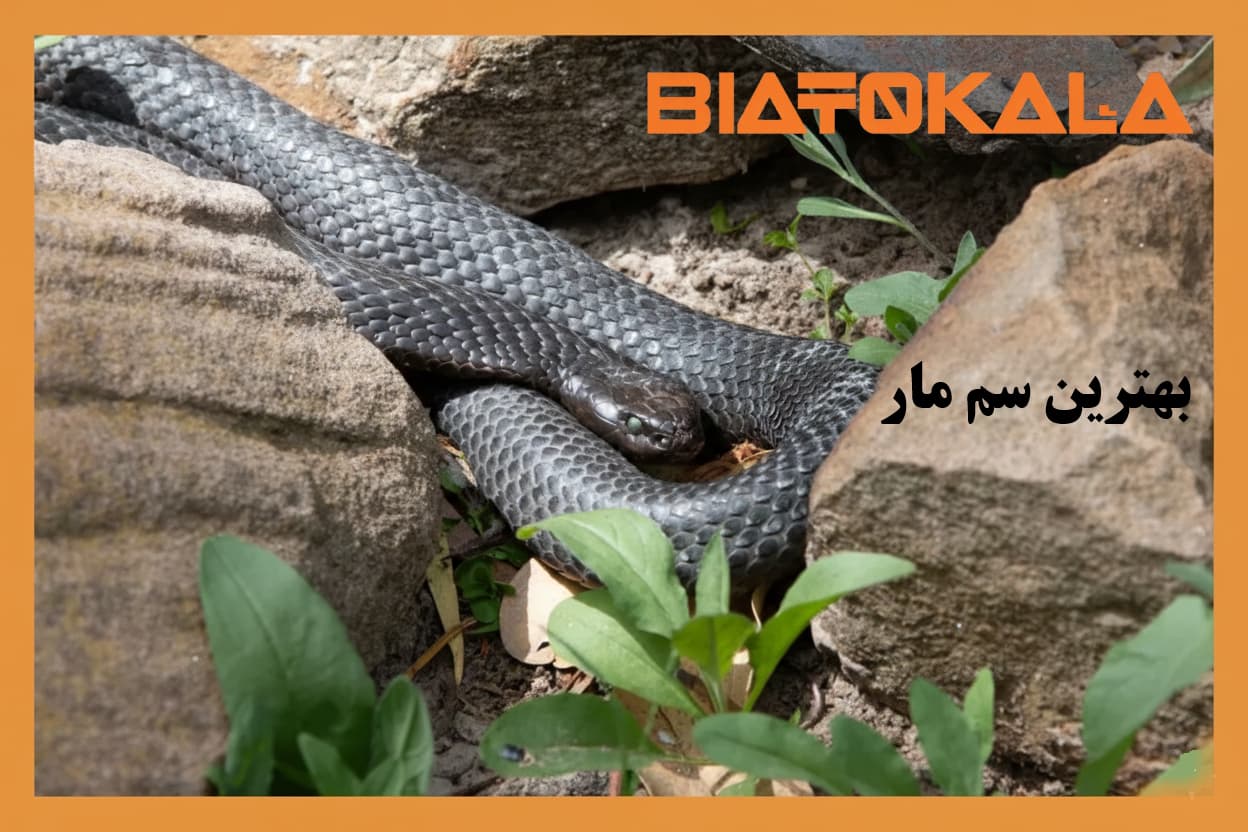 از بین بردن مار در خانه