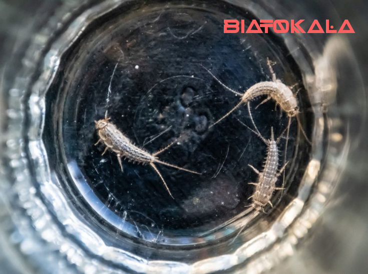 از بین بردن ماهی نقره ای