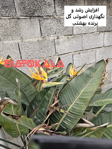 نگهداری اصولی پرنده بهشتی