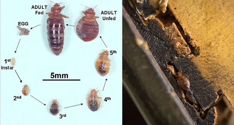 ریشه کنی ساس یا سموم خارجی