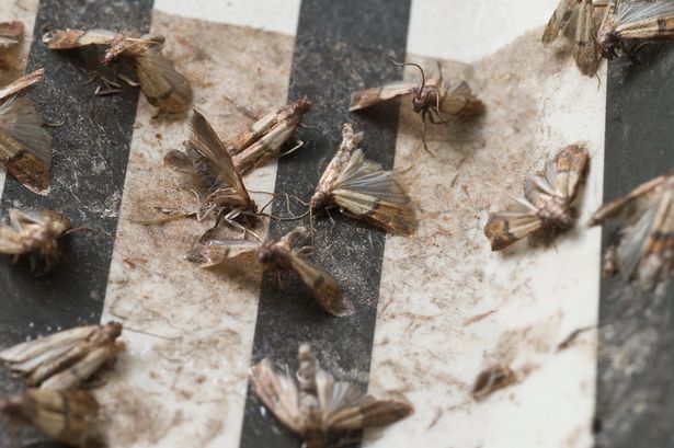 ریشه کنی بید ها برای فرش ها و لباس ها و پارچه ها