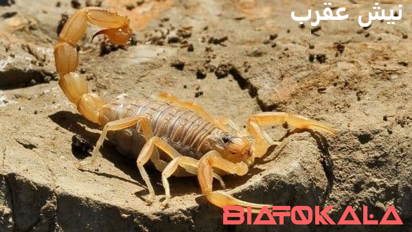 نیش عقرب
