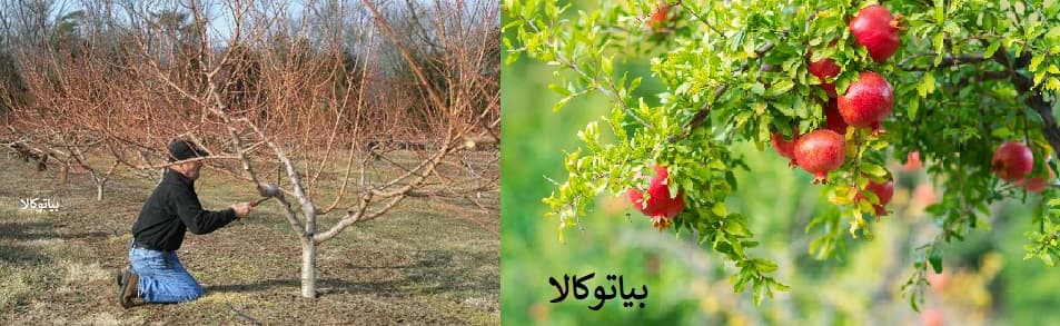 هرس انار