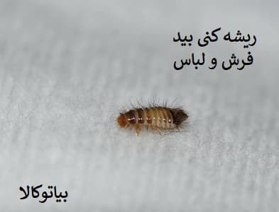 سم بید پست اکسپرت