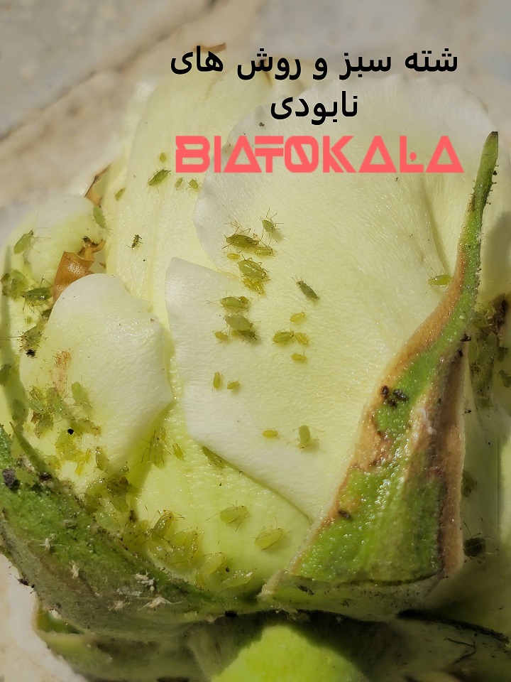 شته کش اصل تضمینی