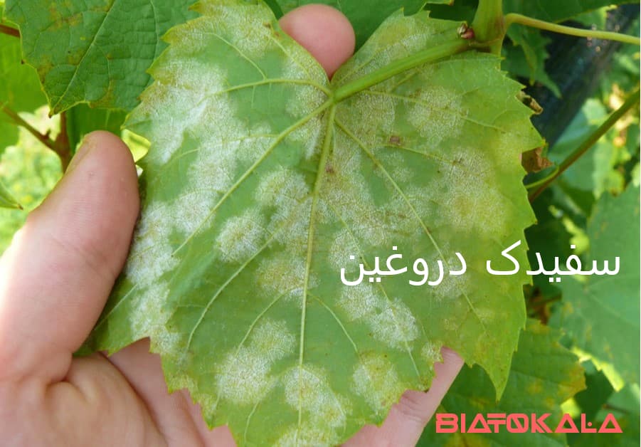 سفیدک دروغین انگور