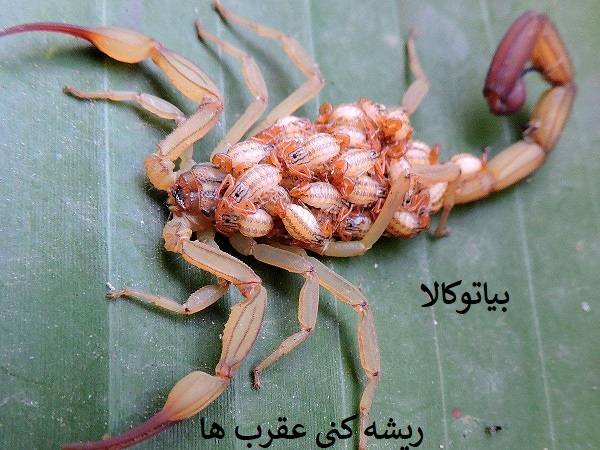 از بین بردن عقرب 