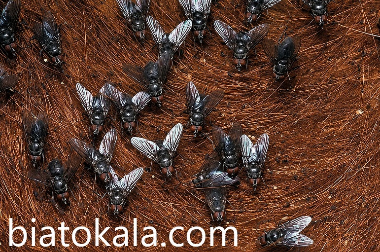 بهترین سم مگس برای تخم مگس
