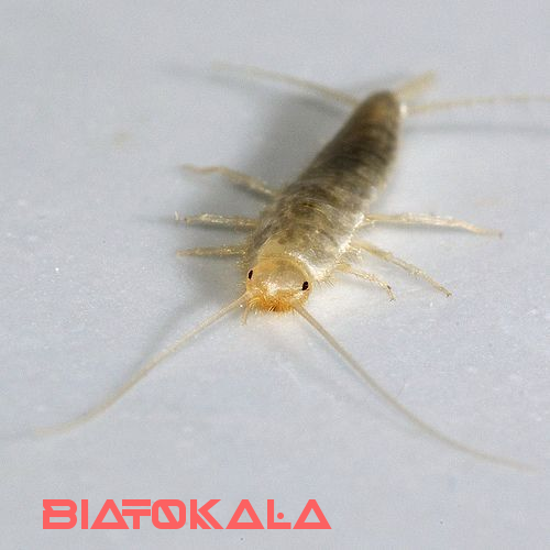 ماهی نقره ای در خانه و حمام 