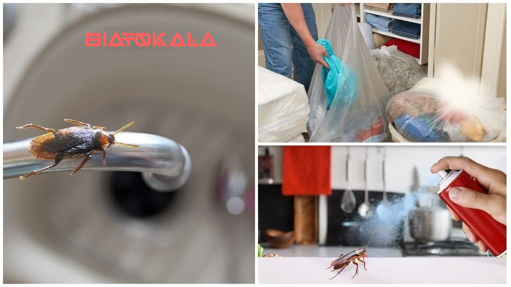 دفع سوسک و افزایش سوسک 