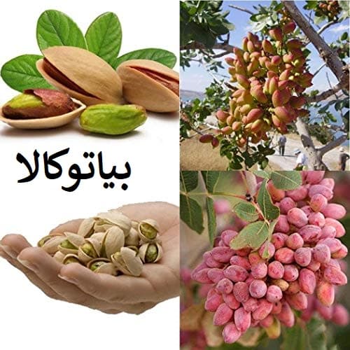 آموزش کامل پرورش و نگهداری نهال پسته برای باغداران حرفه‌ای