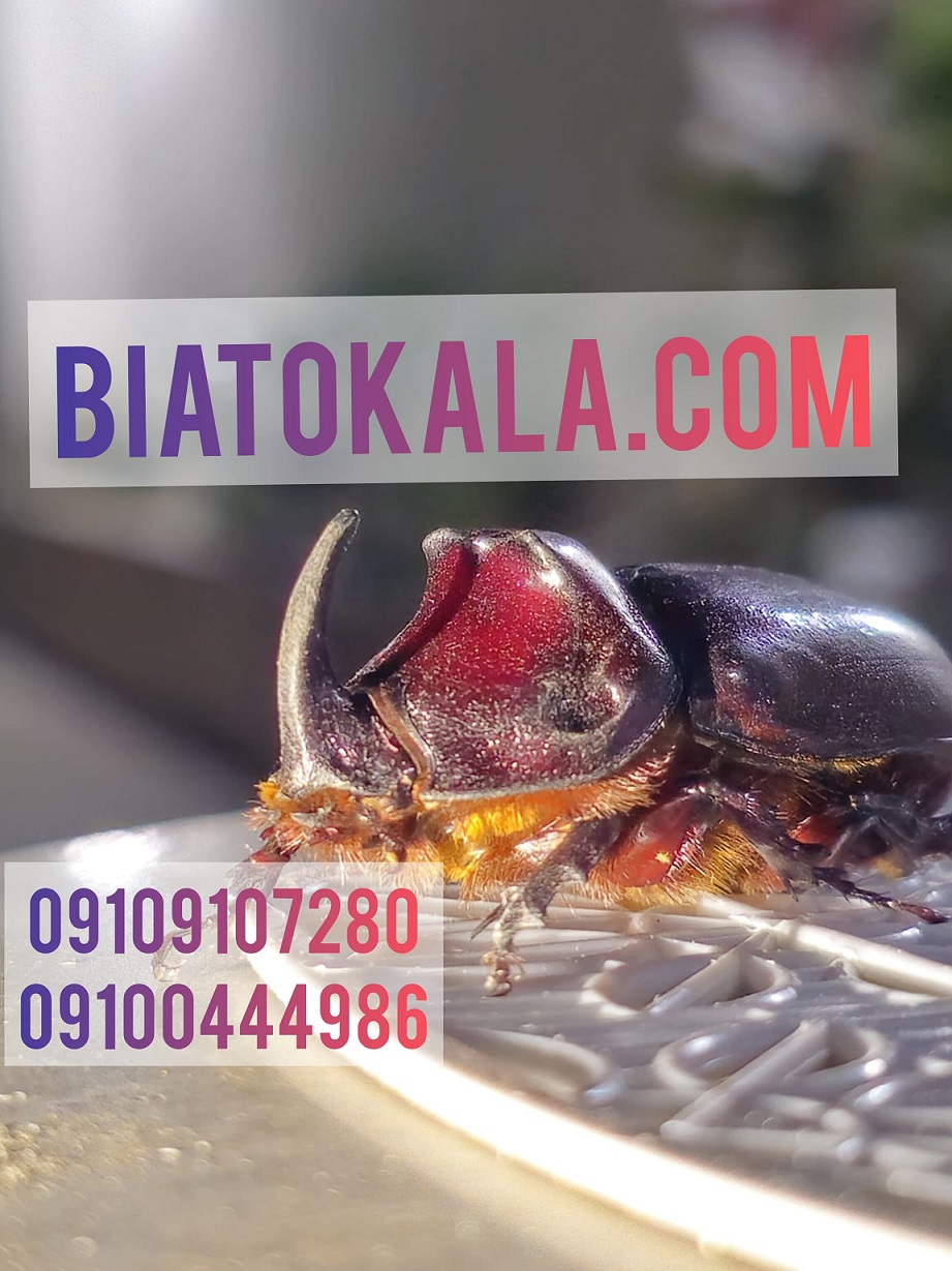 از بین بردن سوسک ها