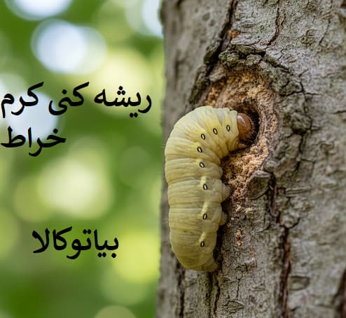 ریشه کنی کرم خراط افات 