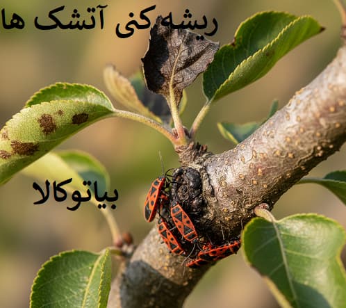 ریشه کنی اتشک درخت و گیاهان