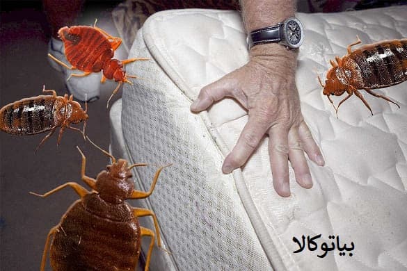 ریشه کنی ساس با سموم اصل المانی