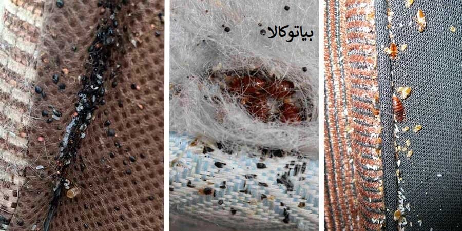 از بین بردن ساس و تخم ساس