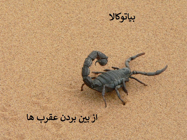 از بین بردن و دور کردن عقرب ها 