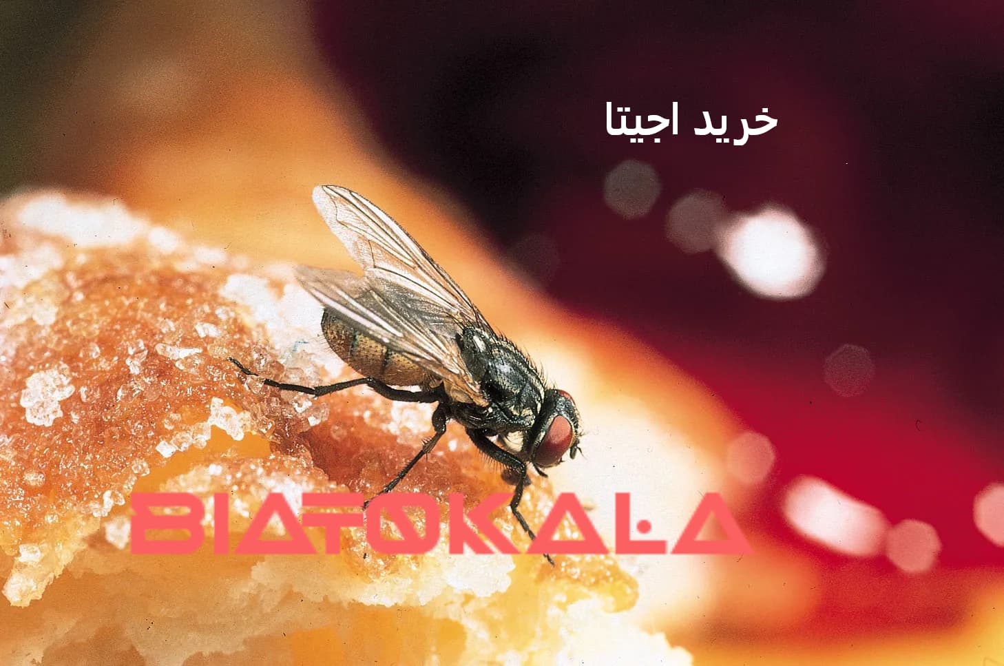 نحوه استفاده از آجیتا