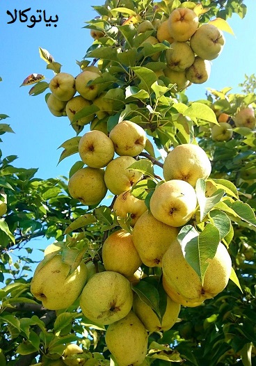 افزایش باردهی گلابی