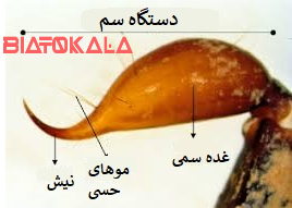 مکانیزم سم در بدن عقرب