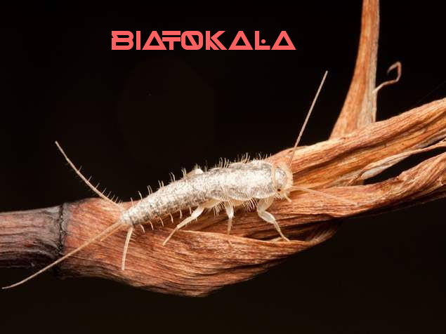 ماهیه نقره ای و وعوارض 