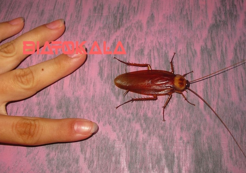 تفاوت سوسک ها با سوسری ها 