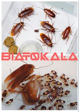 ریشه کنی سوسک ها 