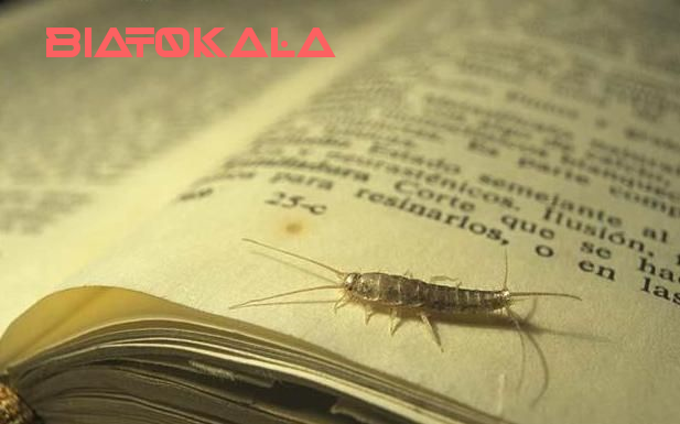 بهترین سم برای ماهی نقره ای