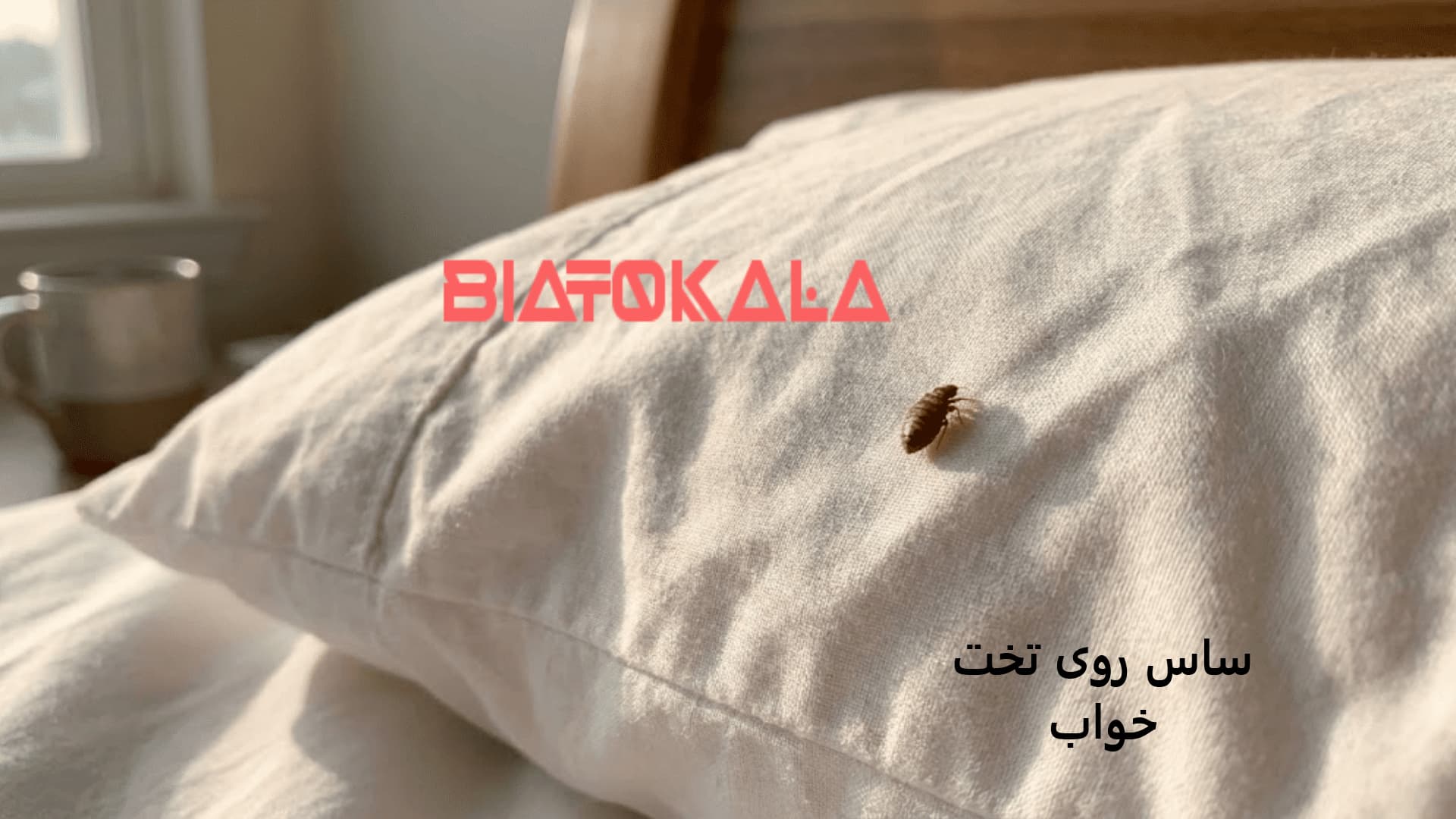 خرید سم اصل ساس