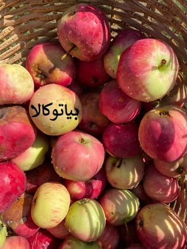 افات سیب و سموم مخصوص افات