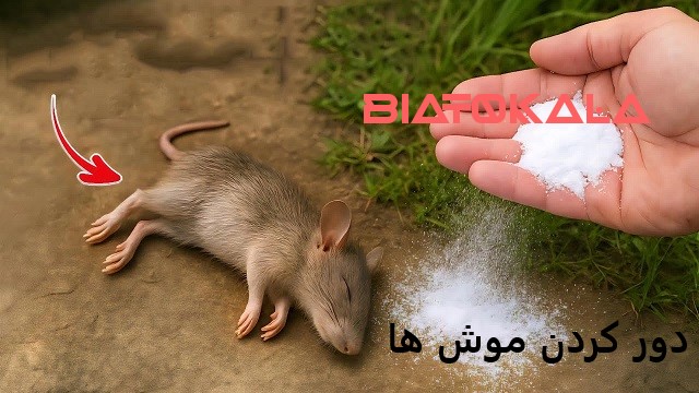 دور کردن موش ها