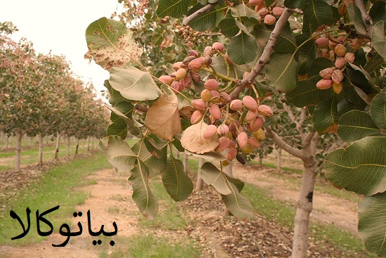 معرفی بهترین گونه‌های نهال پسته و تکنیک‌های نگهداری موثر