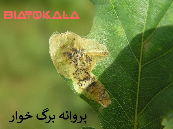پروانه و افات انگور