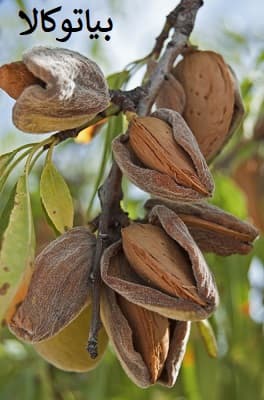 پرورش بادام و باردهی و کیفیت 