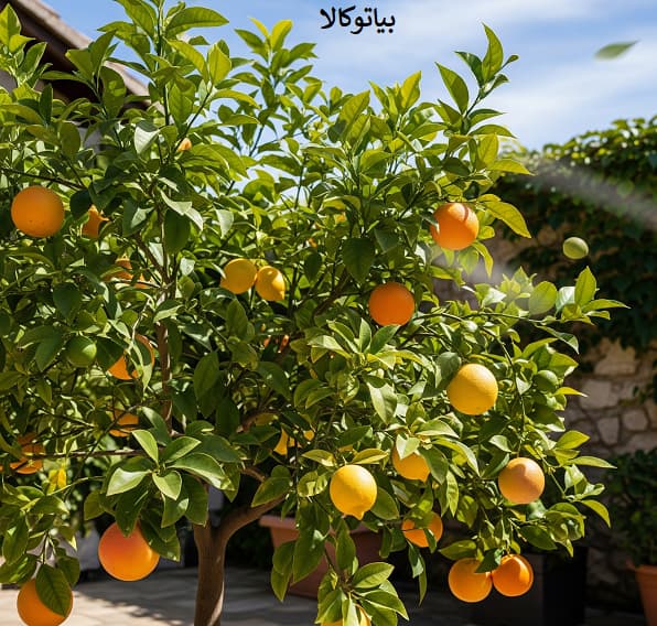 لیست درخت قابل کاشت در اهواز