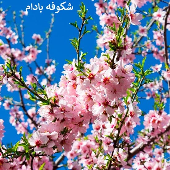 نکات طلایی برای داشتن بادام‌هایی درشت و پربار