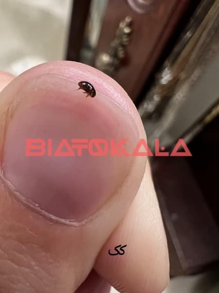 تشخیص کک از ساس