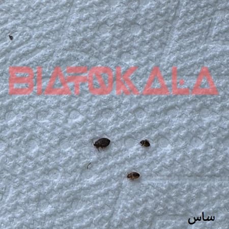 ساس روی دستمال کاغذی