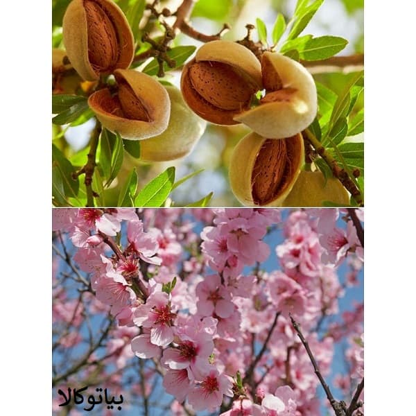 چگونه عملکرد درختان بادام را دو برابر کنیم؟ راهکارهای علمی و تجربی