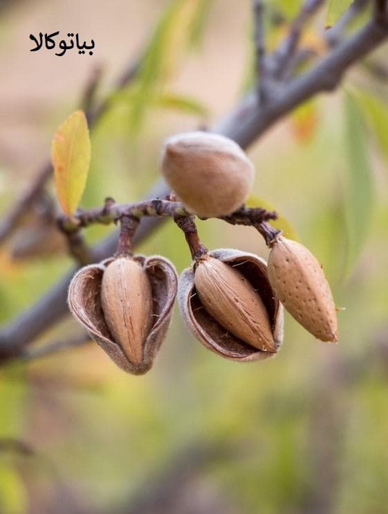 افزایش باردهی بادام با استفاده از کوددهی هدفمند و هرس اصولی