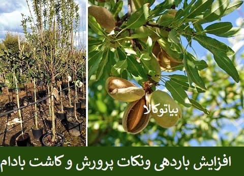 سال آینده، بار بادامتان را چند برابر کنید! این نکات را از دست ندهید