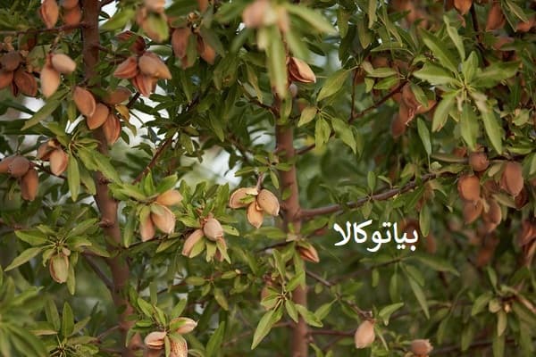 کود دهی بادام و افزایش باردهی