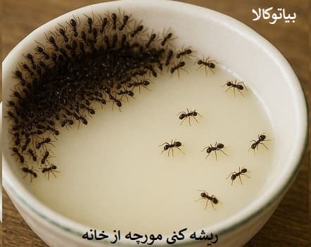 ریشه کنی مورچه در اشپزخانه