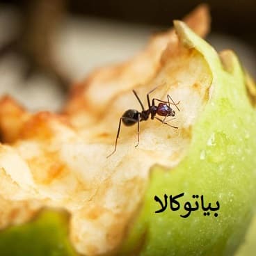 مورچه روی میوه ها
