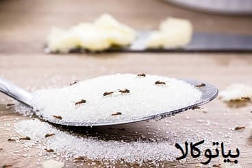 مورچه در اشپزخانه و ریشه کنی با سموم