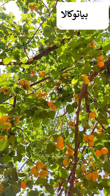 نهال گردو و هرس و باردهی 