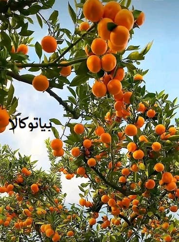 افزایش باردهی درخت زردالو