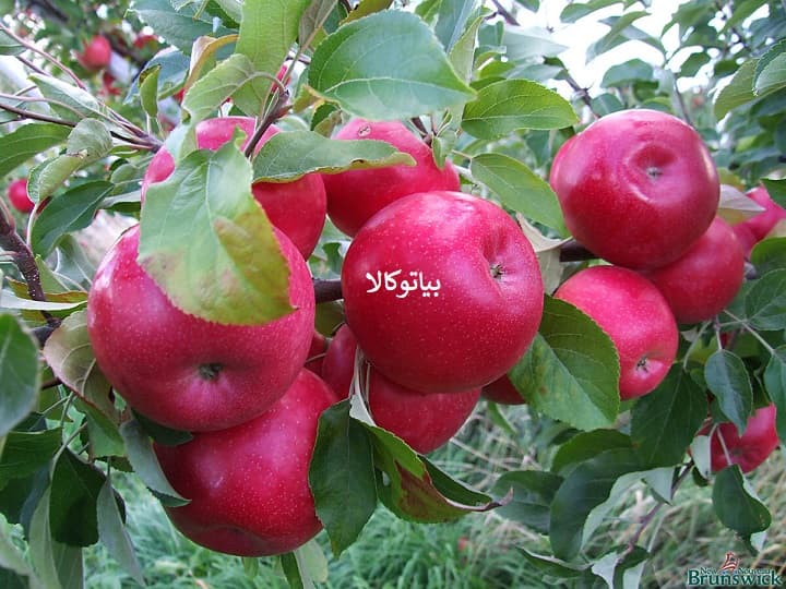 هرس حرفه ای درخت سیب